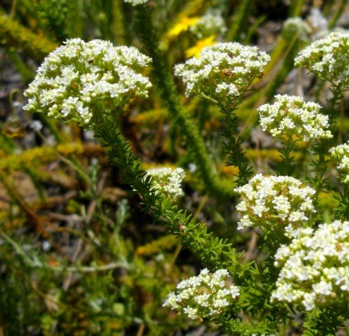 Selago corymbosa flowers